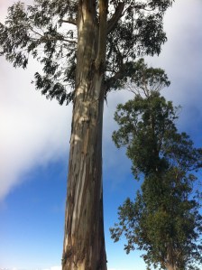 As the great Eucalyptus tree reaches towards the heavens, I want to lift my eyes towards my Father in heaven and rejoice in His love daily so that I too may give off a sweet aroma of his love and strength as I grow in Him and through Him.